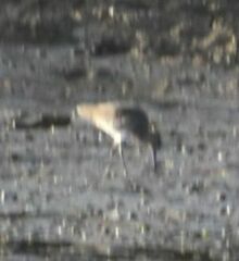 Limosa