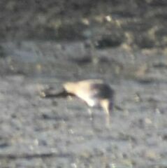 Limosa
