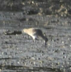 Limosa