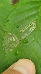 Stigmella lemniscella