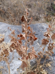 Malvaviscus arboreus drummondii