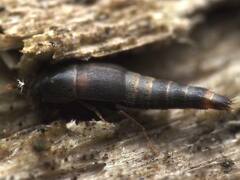 Sepedophilus
