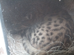 Prionailurus viverrinus