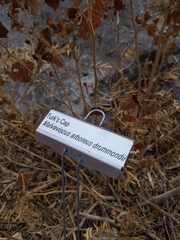 Malvaviscus arboreus drummondii