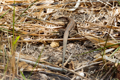 Ameiva praesignis