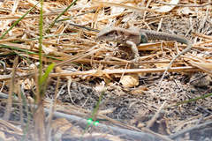 Ameiva praesignis