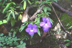 Achimenes cettoana