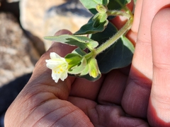 Mirabilis tenuiloba