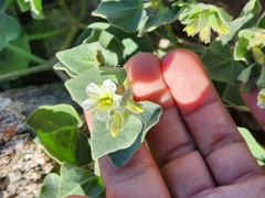 Mirabilis tenuiloba