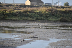 Limosa