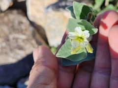 Mirabilis tenuiloba