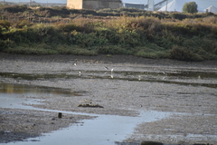 Limosa