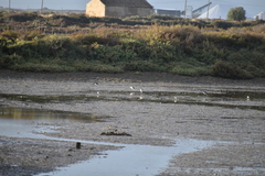 Limosa