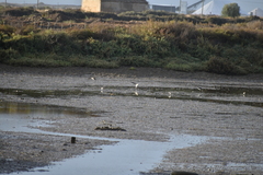 Limosa