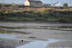 Limosa