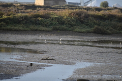 Limosa