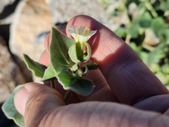 Mirabilis tenuiloba