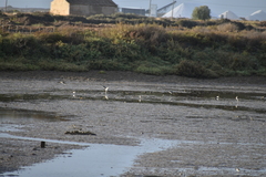 Limosa