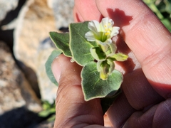 Mirabilis tenuiloba