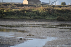 Limosa