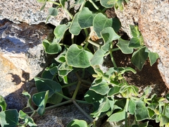 Mirabilis tenuiloba