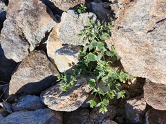 Mirabilis tenuiloba