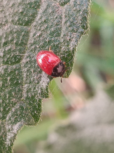 Red-winged Triplax