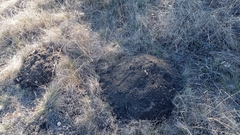 Nannospalax leucodon