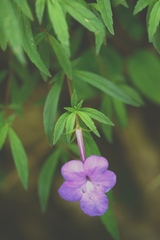 Achimenes cettoana