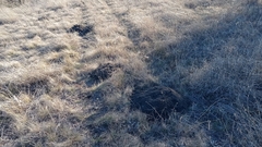 Nannospalax leucodon