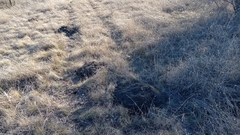 Nannospalax leucodon