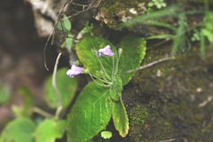 Eucodonia andrieuxii