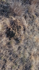 Nannospalax leucodon