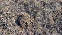 Nannospalax leucodon