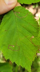 Stigmella betulicola