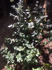 Cryptocarya alba