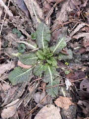Dipsacus fullonum