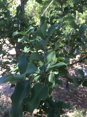 Cryptocarya alba