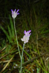 Polygala adenophora