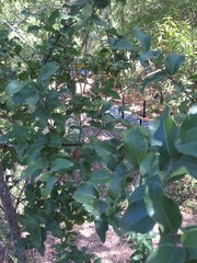 Cryptocarya alba