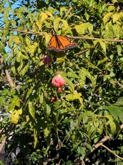 Danaus plexippus