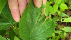 Orchestes mixtus