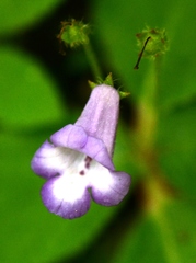 Eucodonia andrieuxii