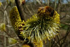 Colletes cunicularius