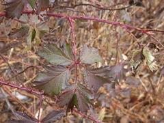 Rubus laciniatus