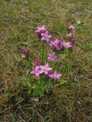 Centaurium littorale