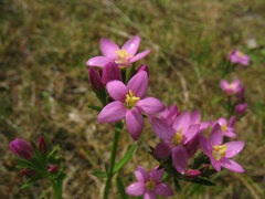 Centaurium littorale
