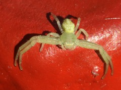Misumessus oblongus