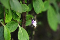 Eucodonia andrieuxii