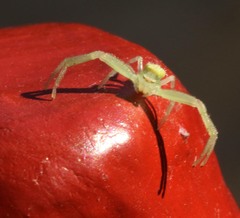 Misumessus oblongus
